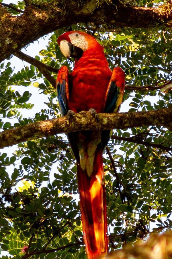 Отель Oso De Osa Сьерпе Экстерьер фото